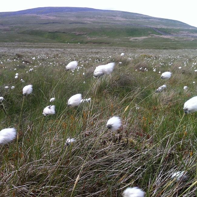 Cotton Grass flowering in Kingsdale, near Ingleton